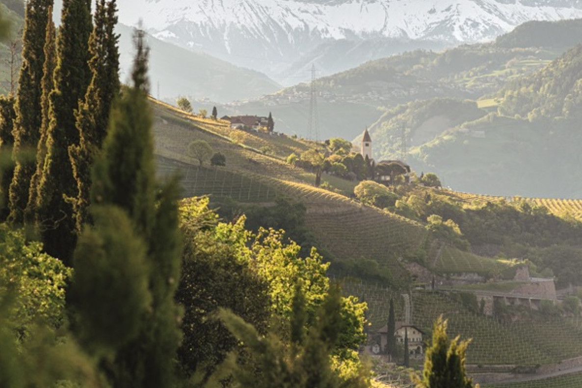 Vigneti con vista sul Catinaccio Vigneti soleggiati con cipressi e una chiesetta, con il Catinaccio innevato sullo sfondo