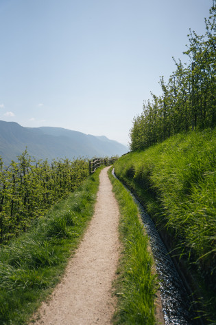 Primavera sui sentieri delle rogge intorno a Lana Stretto sentiero lungo un canale d’irrigazione tra frutteti verdi, con vista sulle montagne